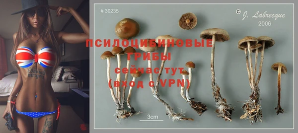 прущие грибы Вязьма